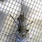 Spring Fishfly