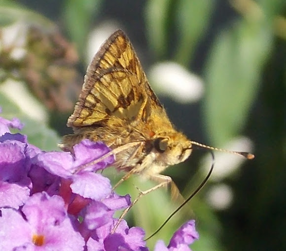 Spotting Image 1