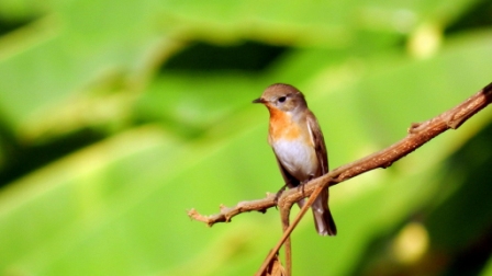 Spotting Image 1