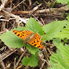 Comma Butterfly