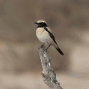 Desert Wheatear (m)