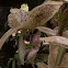 Orquídea Toritos, Stanhopea