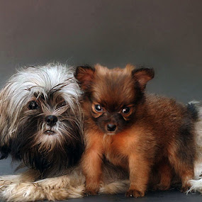 huskie and poochiea900.jpg