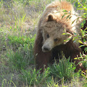 grizzly bear