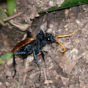 Tarantula Hawk
