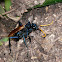 Tarantula Hawk