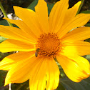 Giant Mexican Sunflower