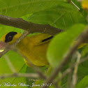 Black-naped Oriole