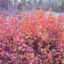 Aromatic sumac
