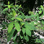 Sassafras