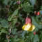 Abutilon