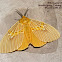 Lymantriidae