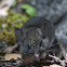 Deer Mouse