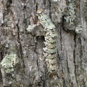 Ilia Underwing
