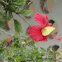 butterfly