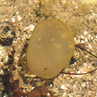Oyster Thief