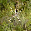 Argiope