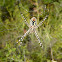 Argiope