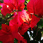 Bougainvilla