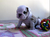 Bulldog Ingles Linea De Campeones Mundiales