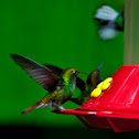 Coppery-headed Emerald Hummingbird(male)