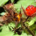 Japanese Wineberry