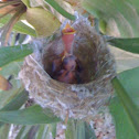 Cape White-eye