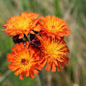 Devil's Paintbrush or Orange Hawkweed