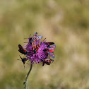 Cinabrio, polilla cinabrio
