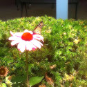 Monarch Butterfly