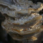 Mossy Maple Polypore