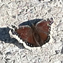 Mourning Cloak Butterfly