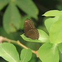 Malayan Egg-fly