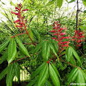 Red Buckeye