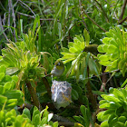 Cape White-eye