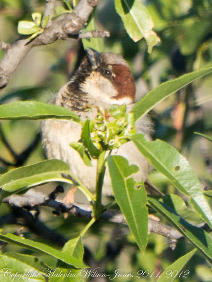 Spotting Image 1