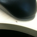 Ant