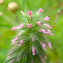 Narrowleaf Clover