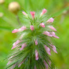 Narrowleaf Clover