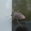 Brown Stinkbug