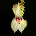 Orchid