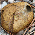 Earthball