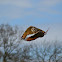 Bengal Eagle-Owl