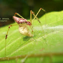 Spider(female) with its egg-sac