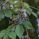 Virginia Creeper