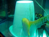 Peces Angel  Cono Para Reproducirlos