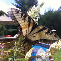Eastern Tiger Swallowtail