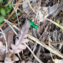 Six-spotted Tiger Beetle