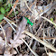 Six-spotted Tiger Beetle