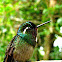 purple throated mountain gem